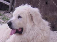 abruzzese mastiff baffo type